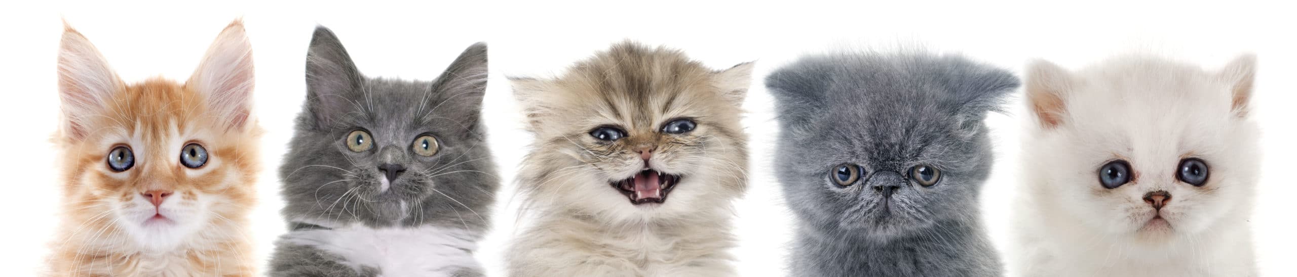 group of kitten in front of white background