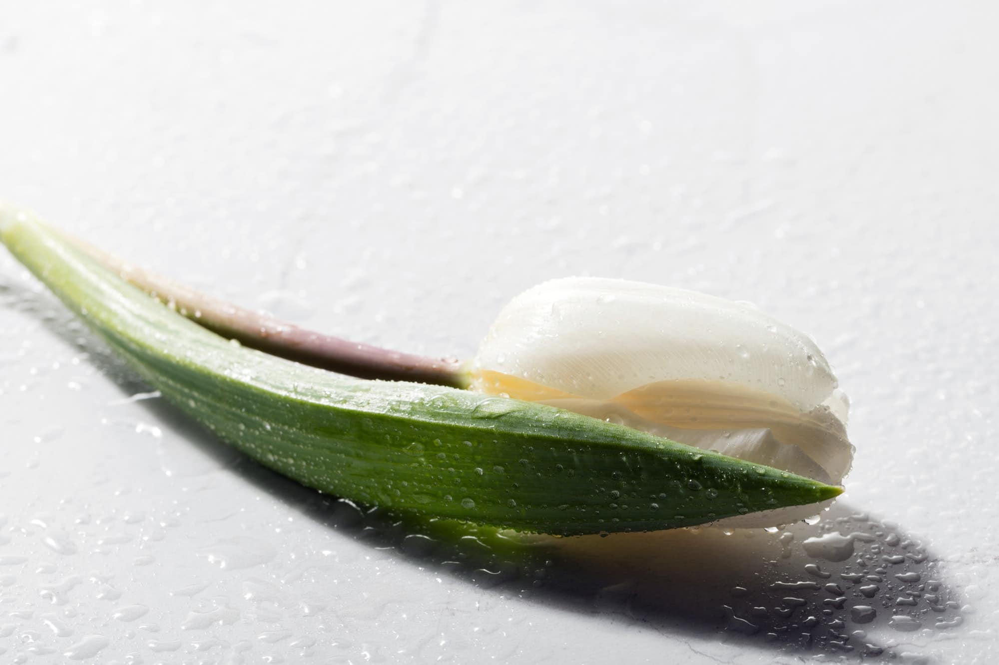 White fresh tulip on white background.